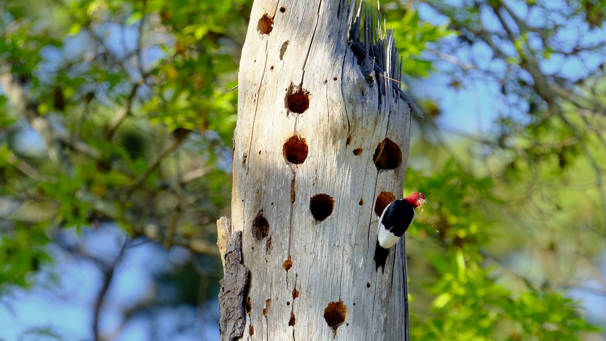 Red-headed Woodpecker - ML560293851