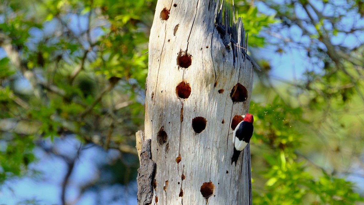 Red-headed Woodpecker - ML560293861