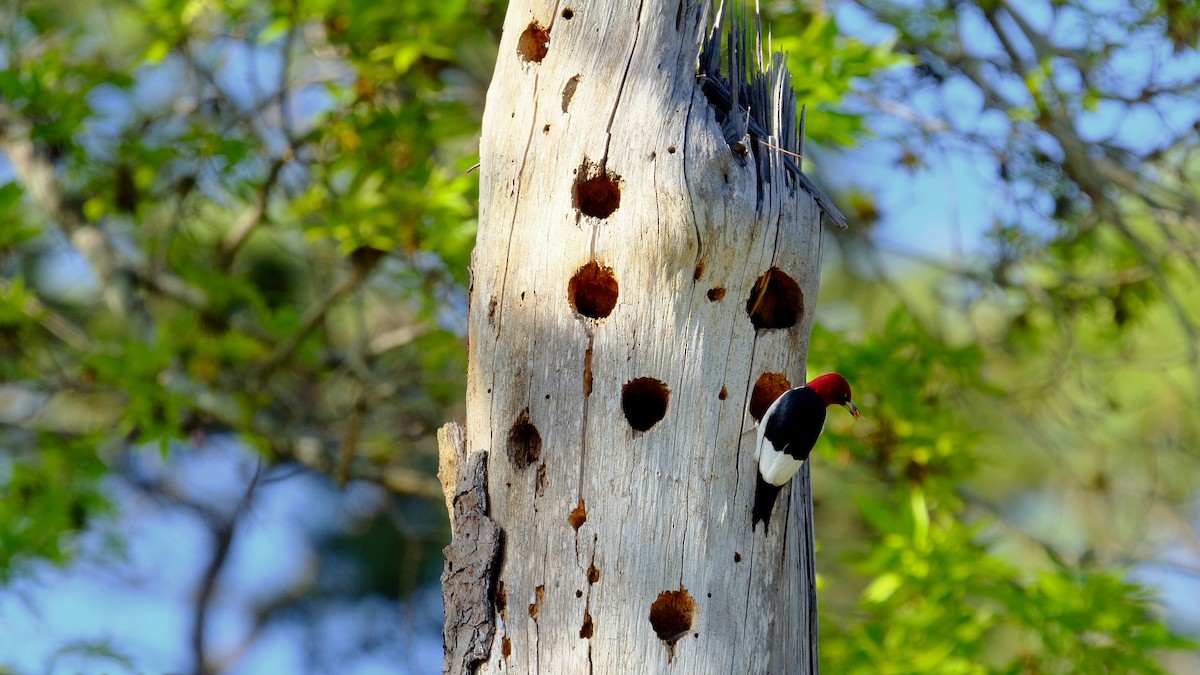 Red-headed Woodpecker - ML560293871