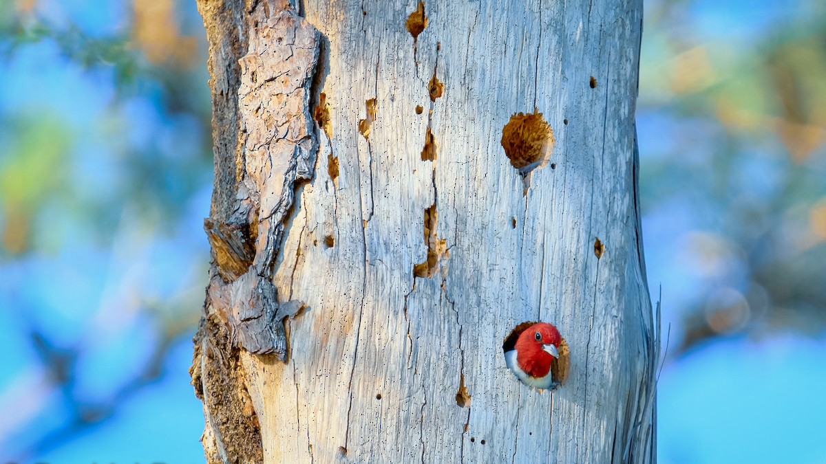 Red-headed Woodpecker - ML560293881