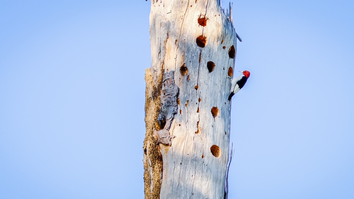 Red-headed Woodpecker - ML560293891