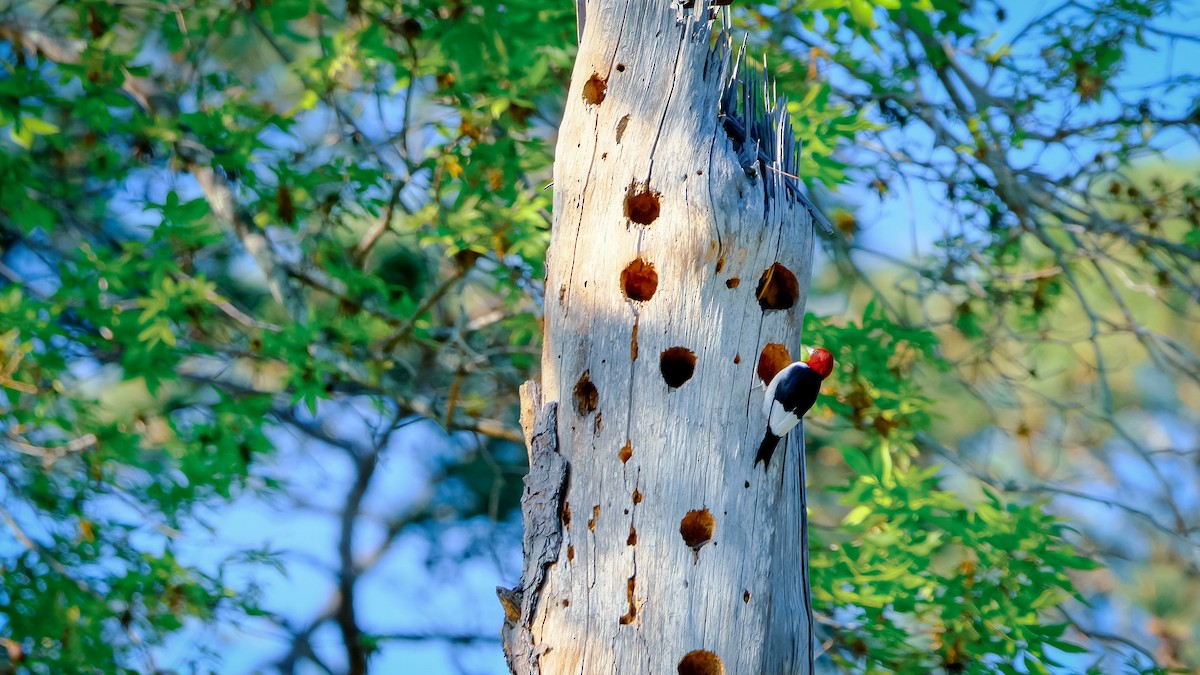 Red-headed Woodpecker - ML560293901