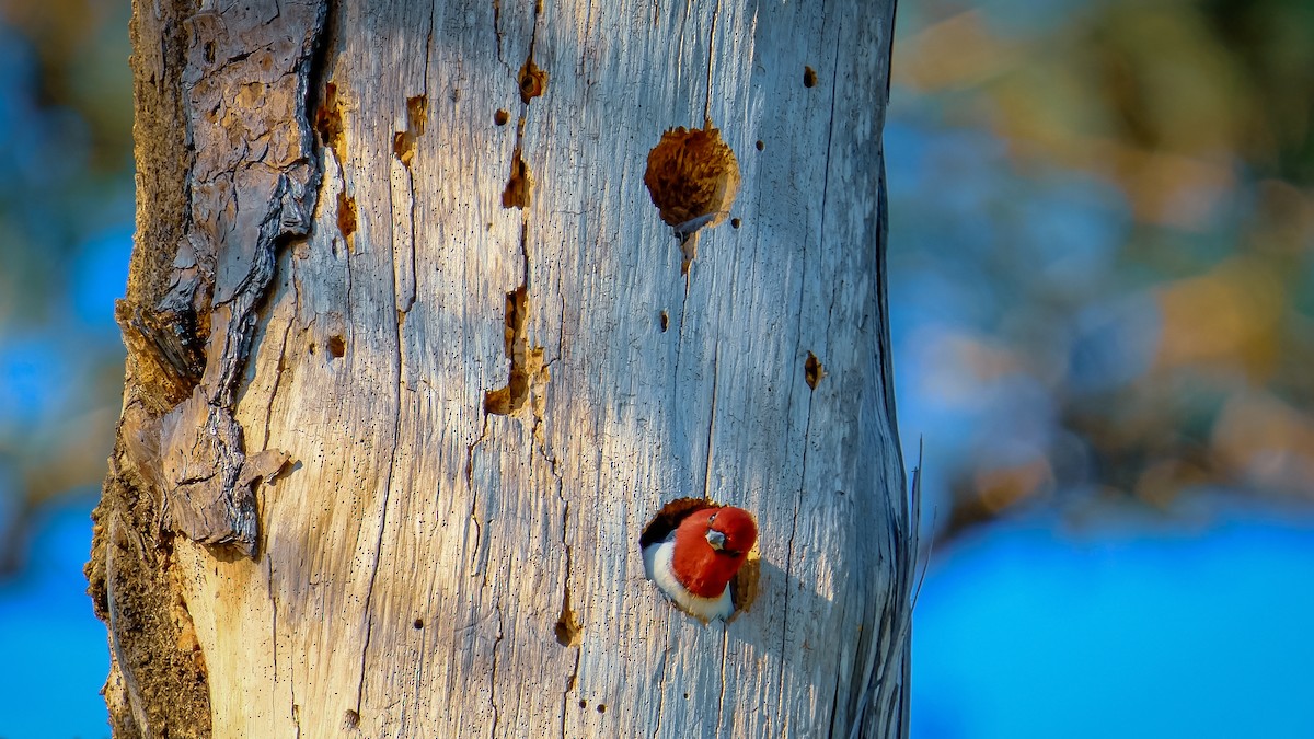 Red-headed Woodpecker - ML560293911