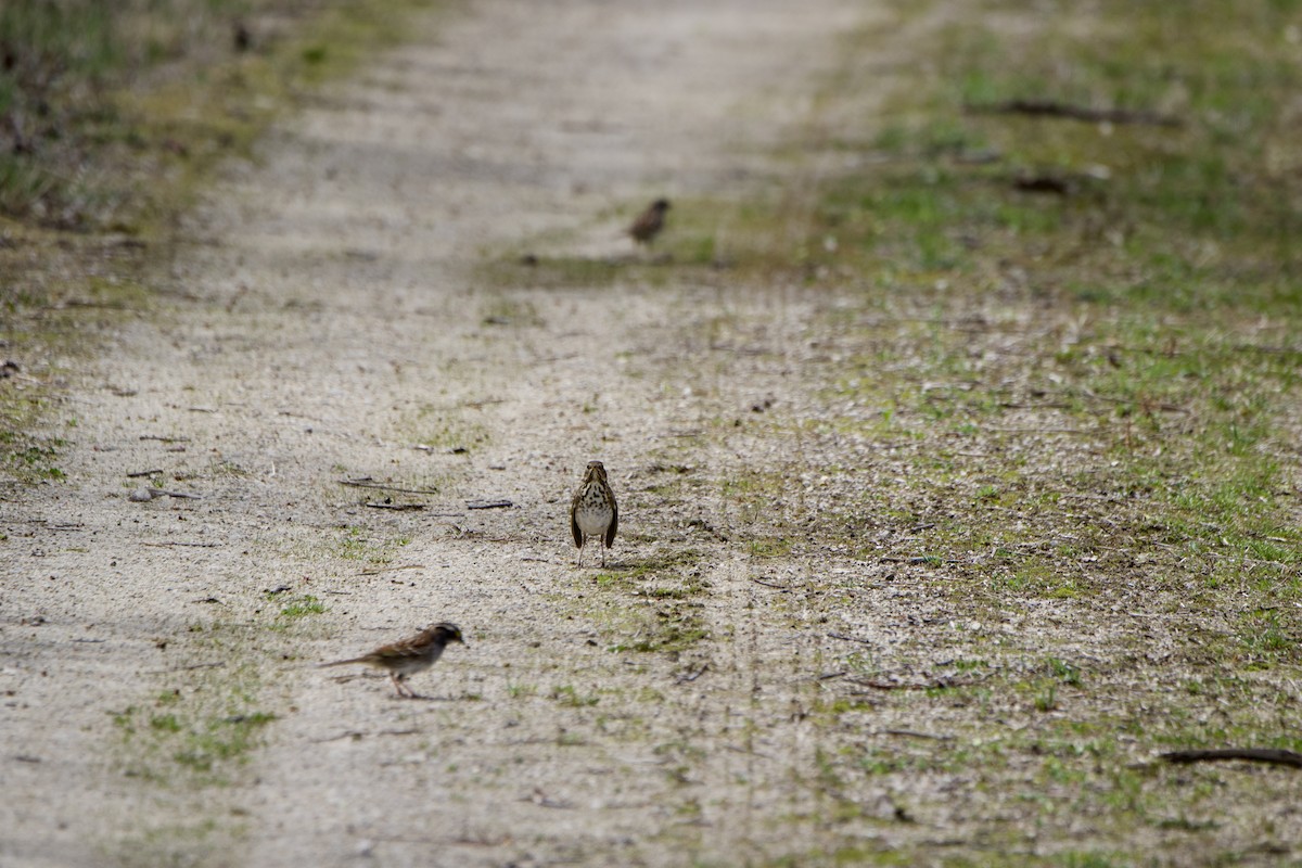 Hermit Thrush - ML560294261