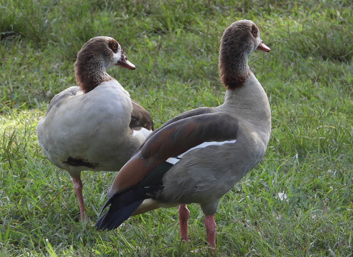 Egyptian Goose - Stephan Megroz