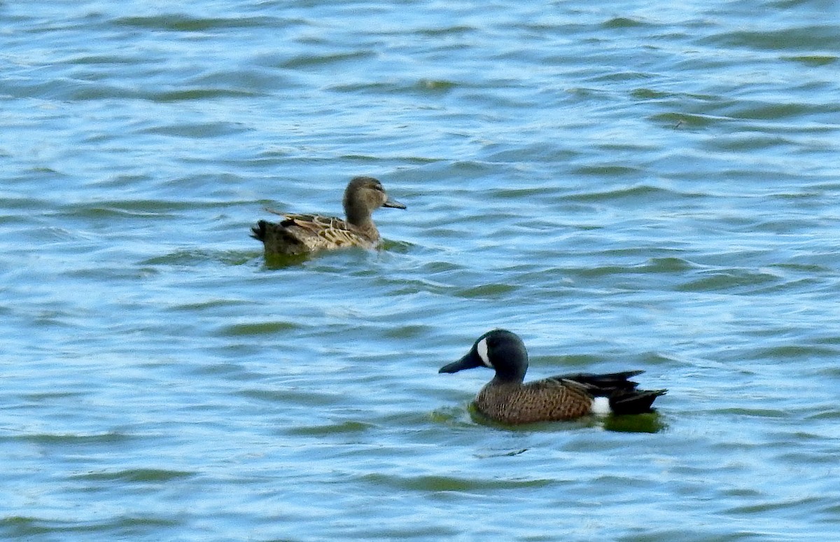 Blue-winged Teal - ML560294671