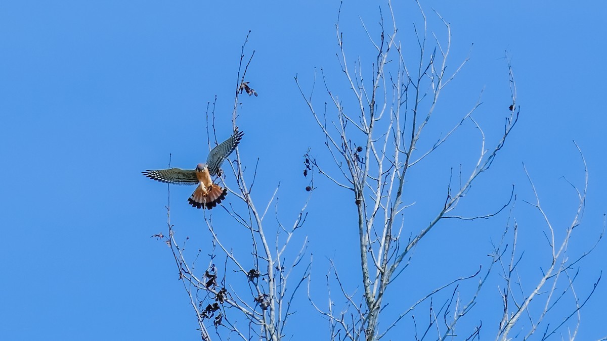 American Kestrel - ML560294971