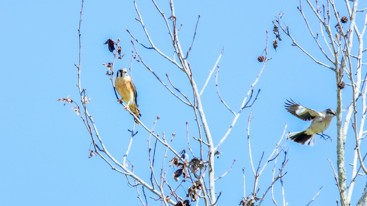 American Kestrel - ML560294981