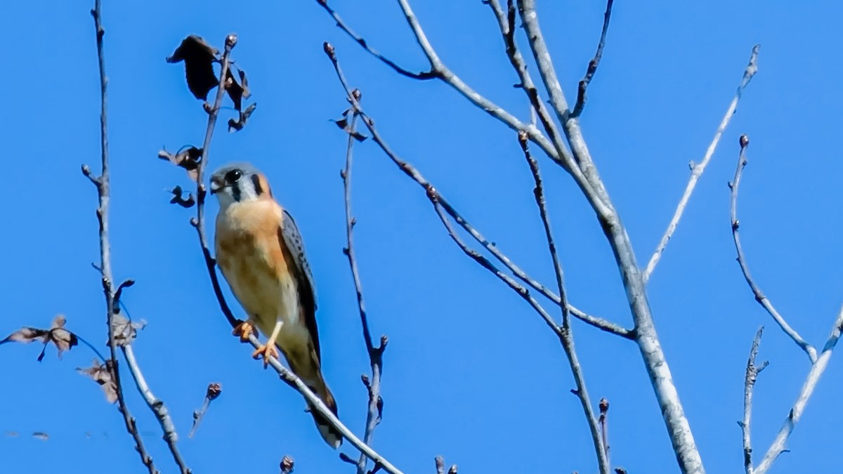 American Kestrel - ML560294991