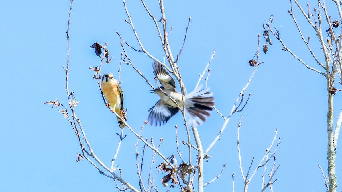 American Kestrel - ML560295001