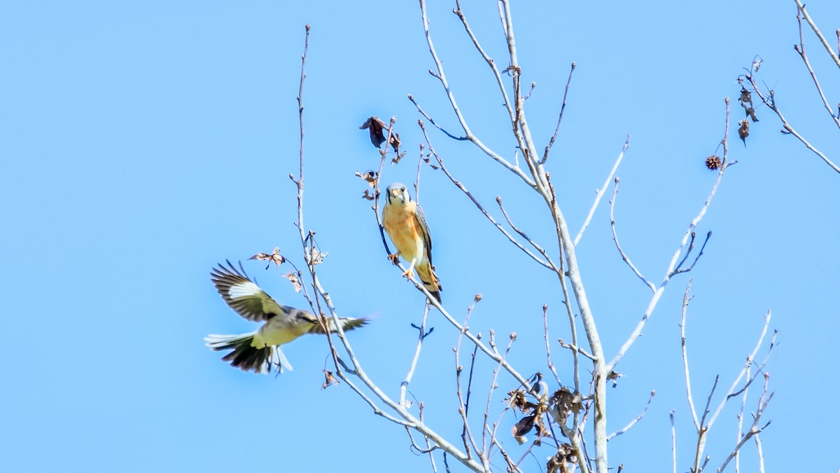 American Kestrel - ML560295011