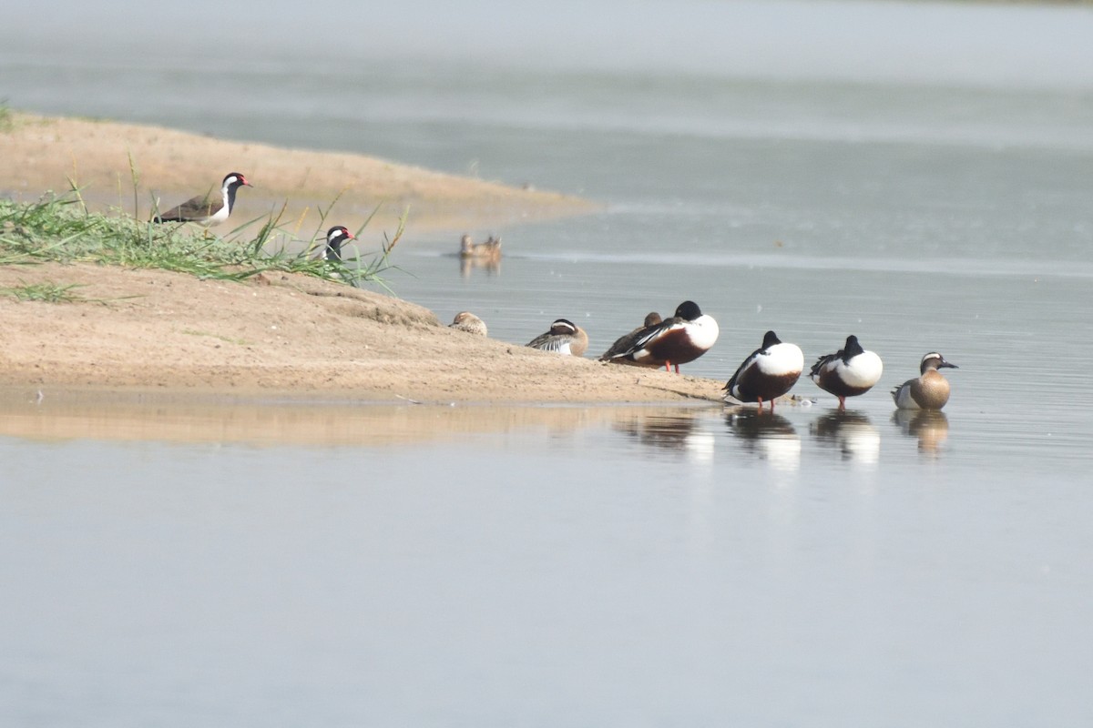 Northern Shoveler - ML560295841