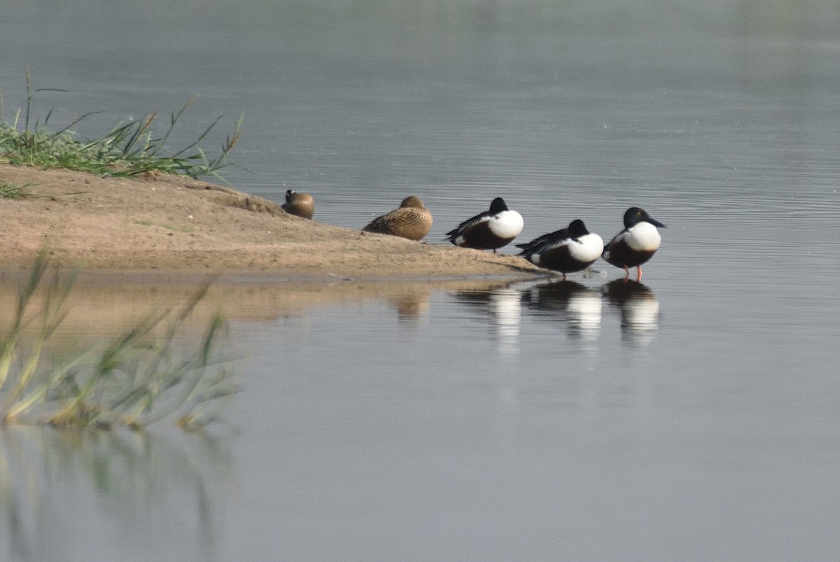 Northern Shoveler - ML560295851