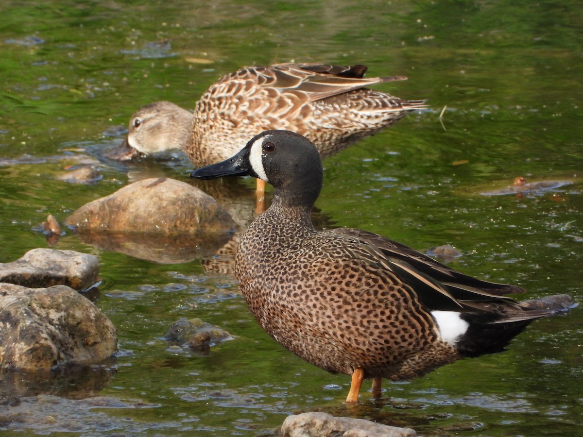 Blue-winged Teal - ML560295911