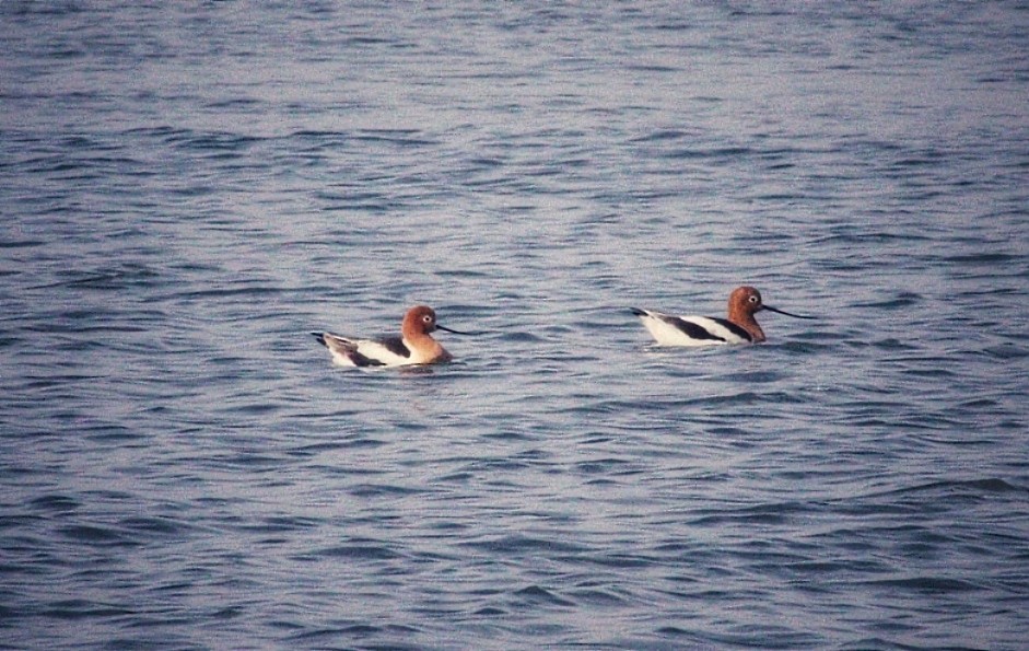 Avocette d'Amérique - ML560296071