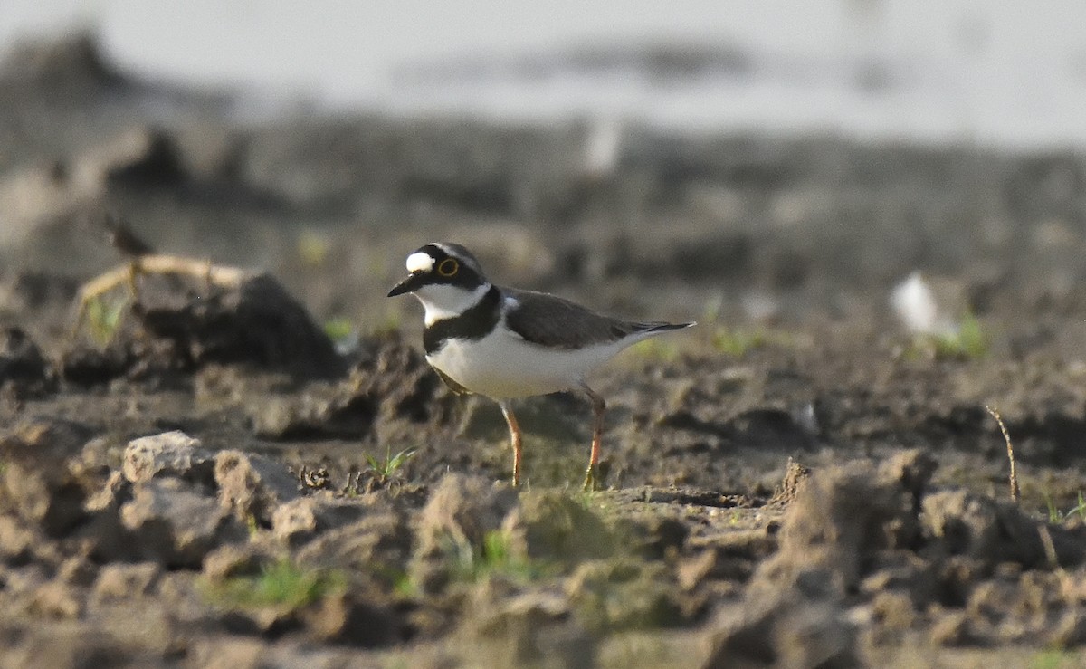 Little Ringed Plover - ML560296281