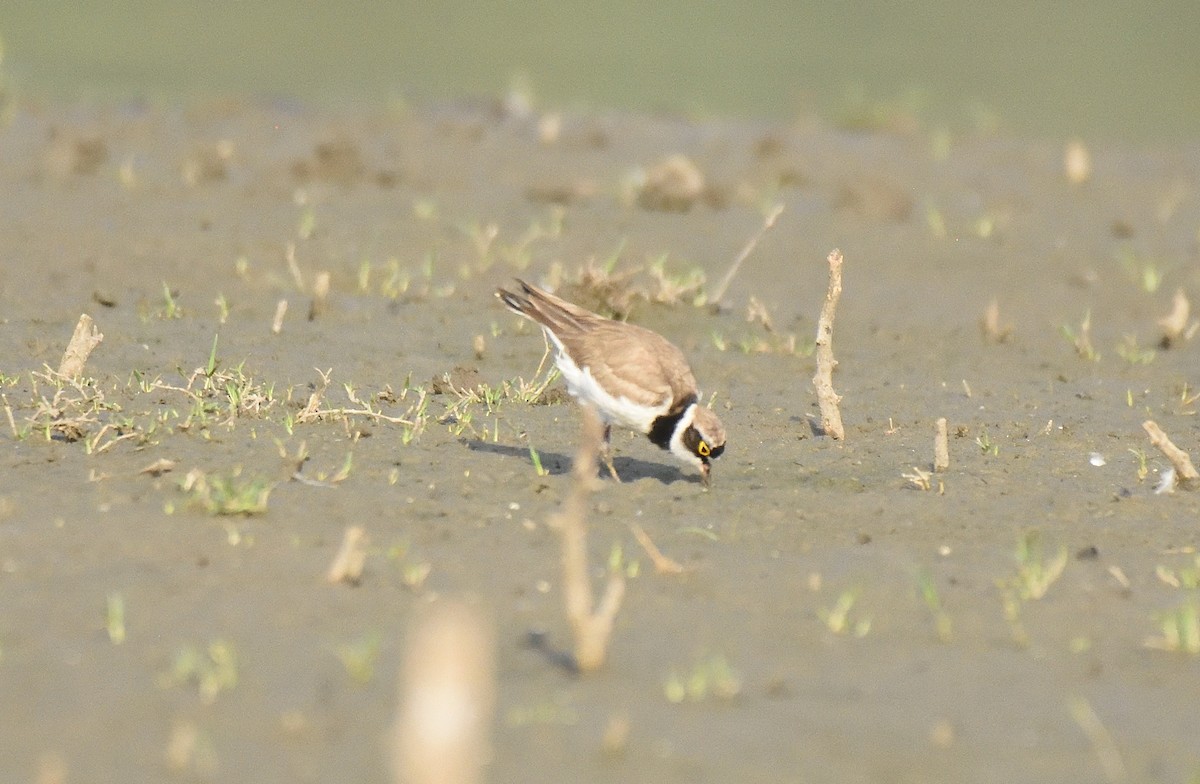 Little Ringed Plover - ML560296361