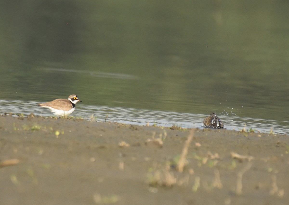 Little Ringed Plover - ML560296371