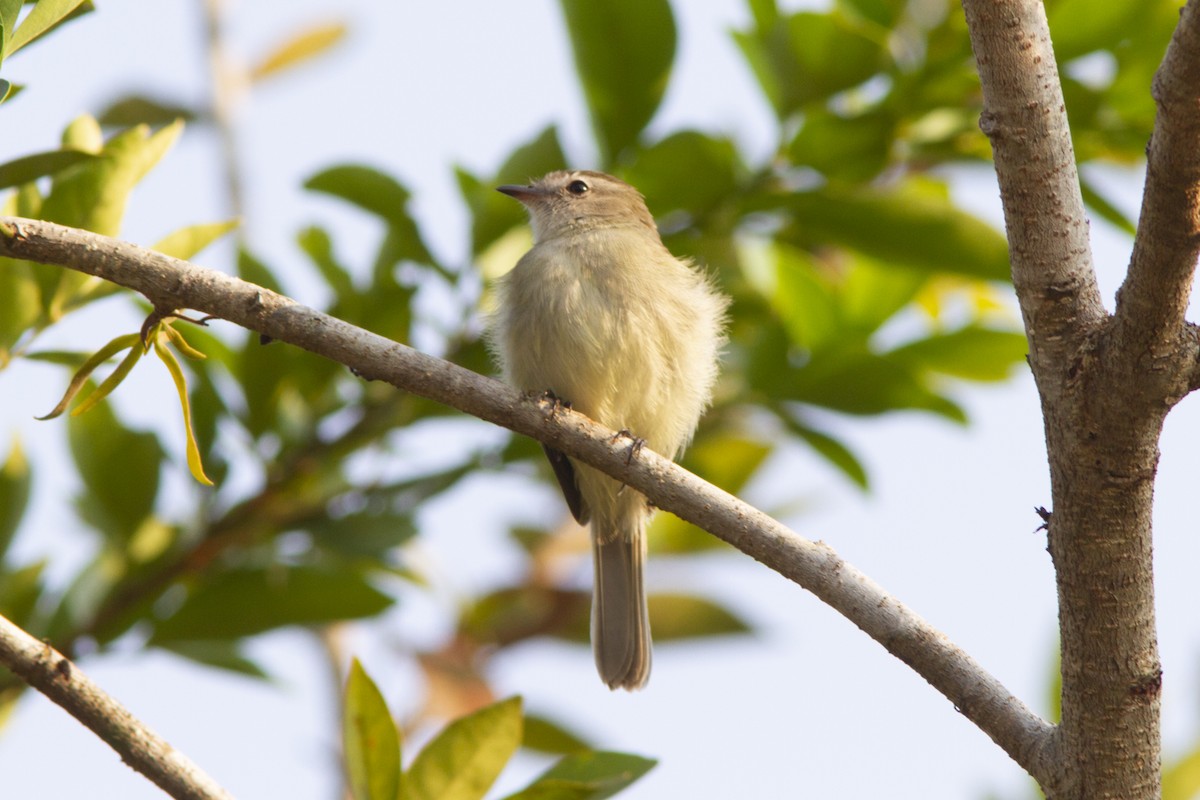Southern Mouse-colored Tyrannulet - Silvia Faustino Linhares
