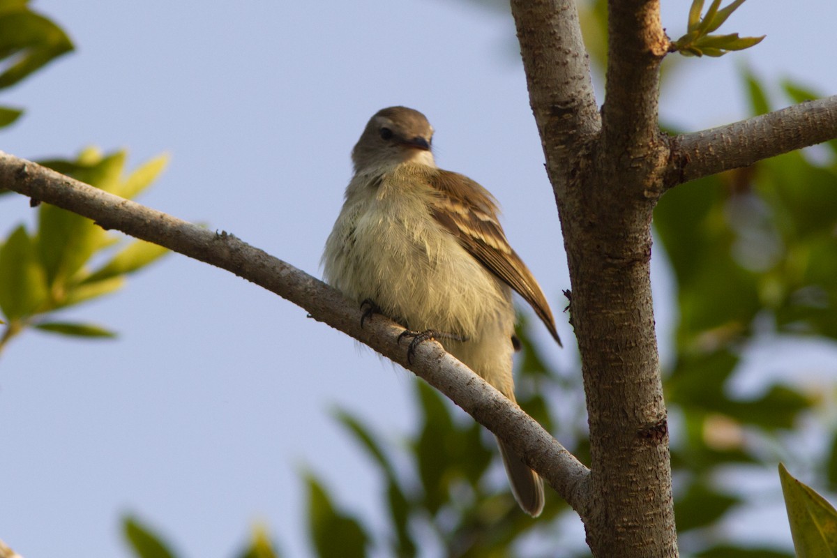 Southern Mouse-colored Tyrannulet - ML560296401