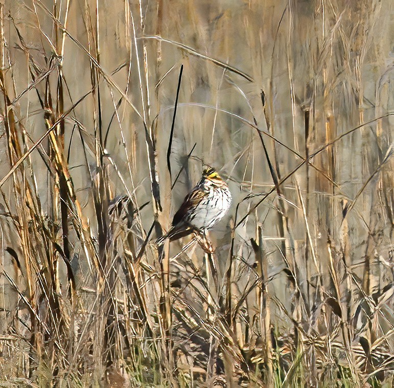 Savannah Sparrow - ML560296701