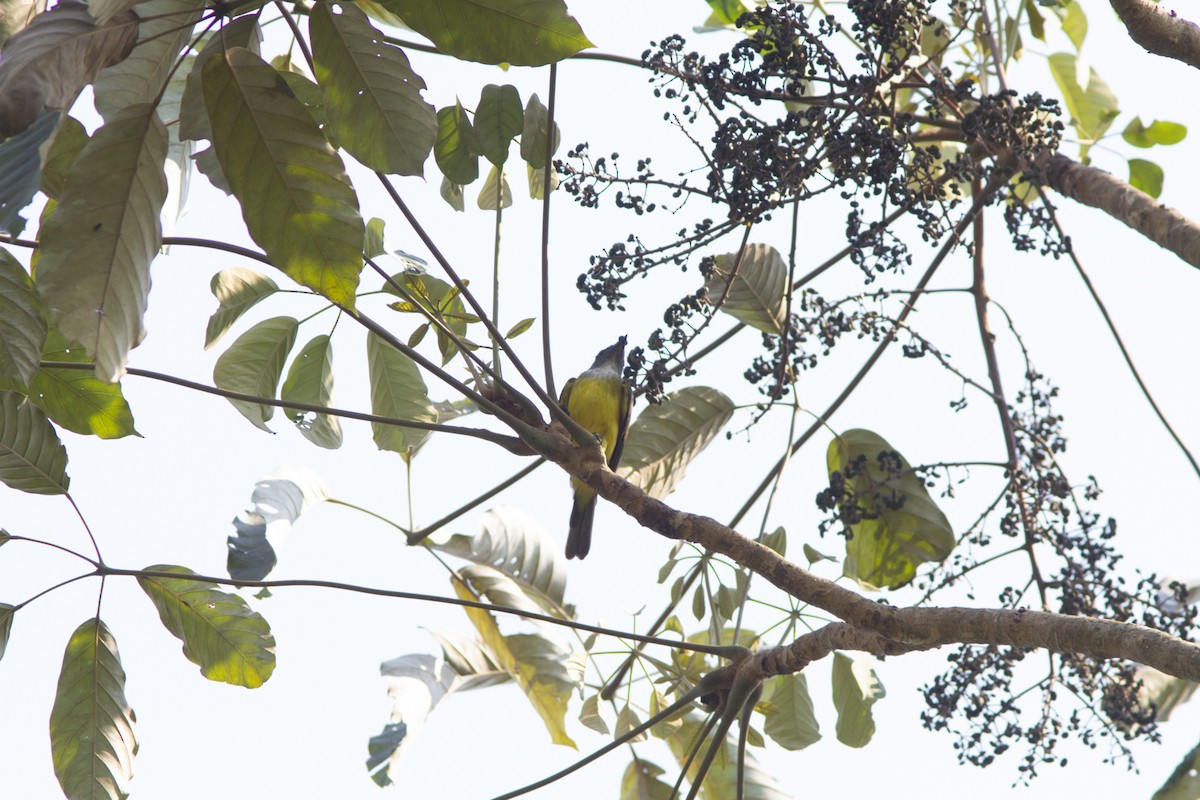 Sulphury Flycatcher - Silvia Faustino Linhares