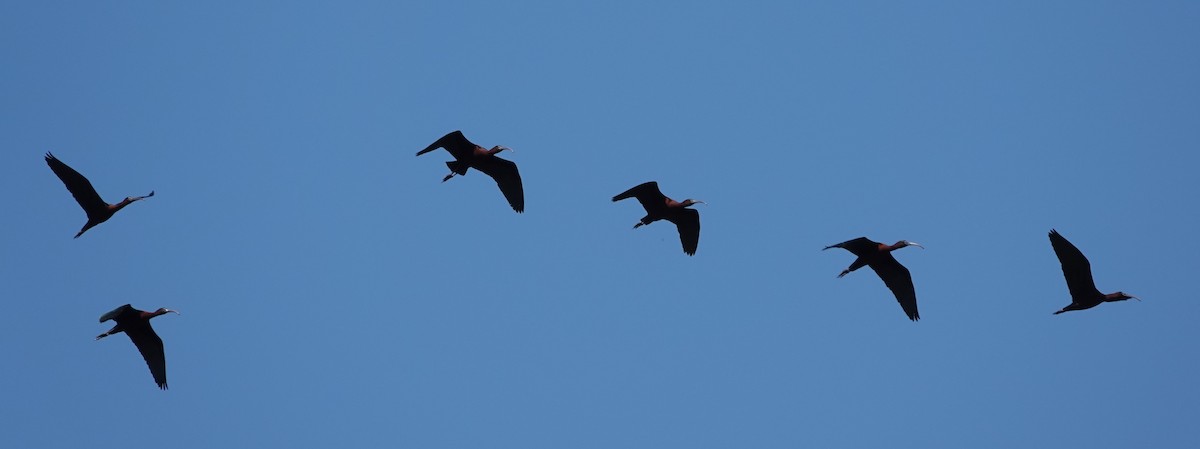 ibis hnědý - ML560297881
