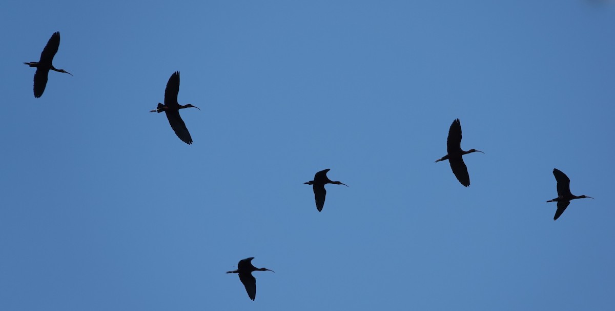 ibis hnědý - ML560297891