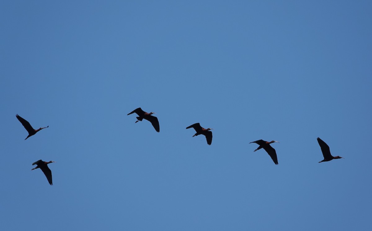 ibis hnědý - ML560297901