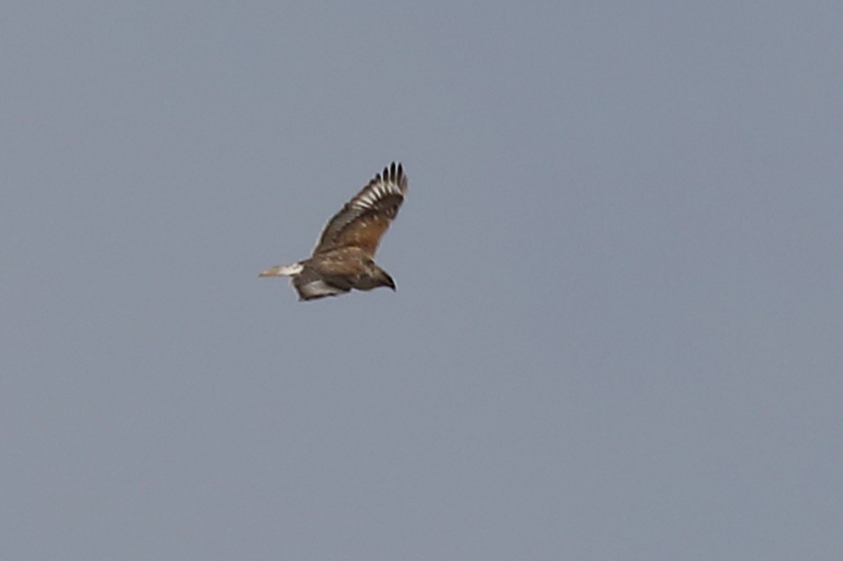 Ferruginous Hawk - ML560297921