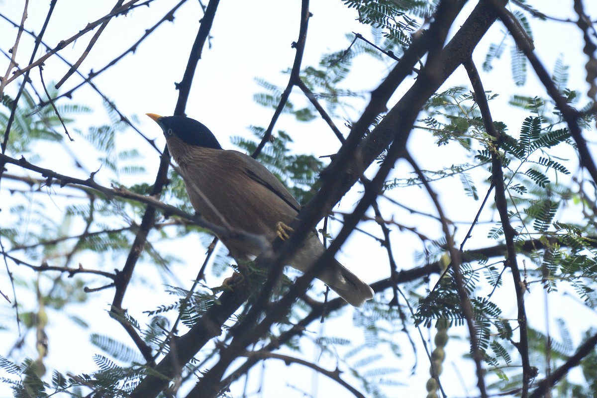 Brahminy Starling - ML560298291