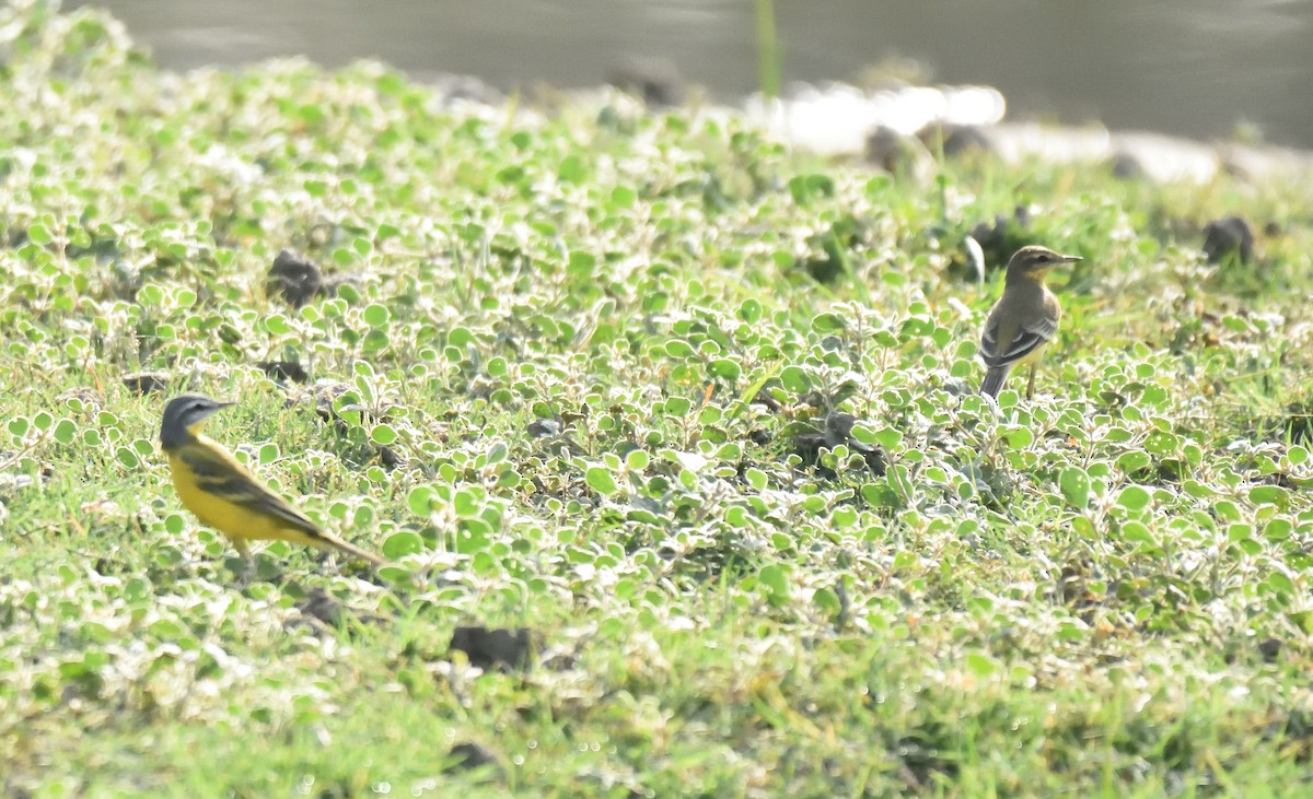 Western Yellow Wagtail - Usha Viswanathan