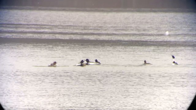 Red-breasted Merganser - ML560299741