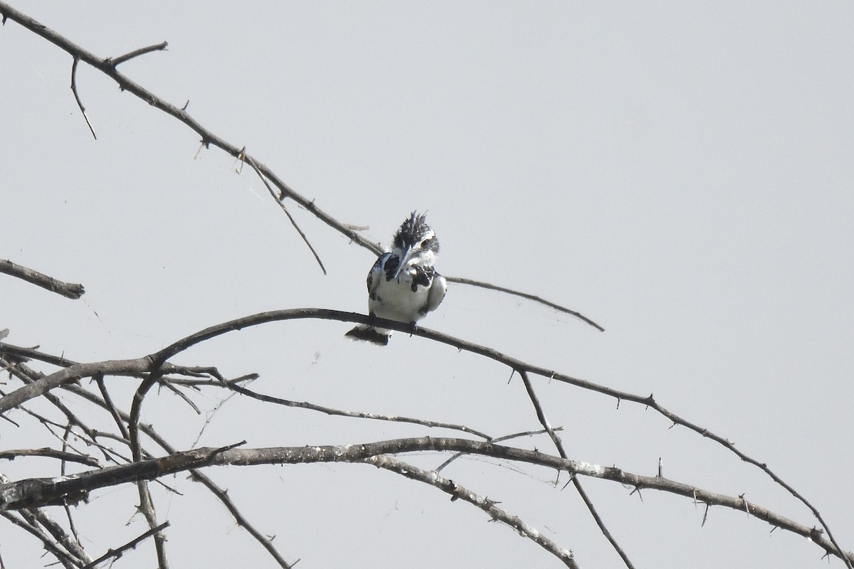 Pied Kingfisher - ML560300531