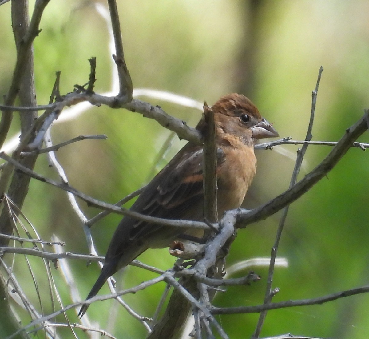 Blue Grosbeak - ML560301251