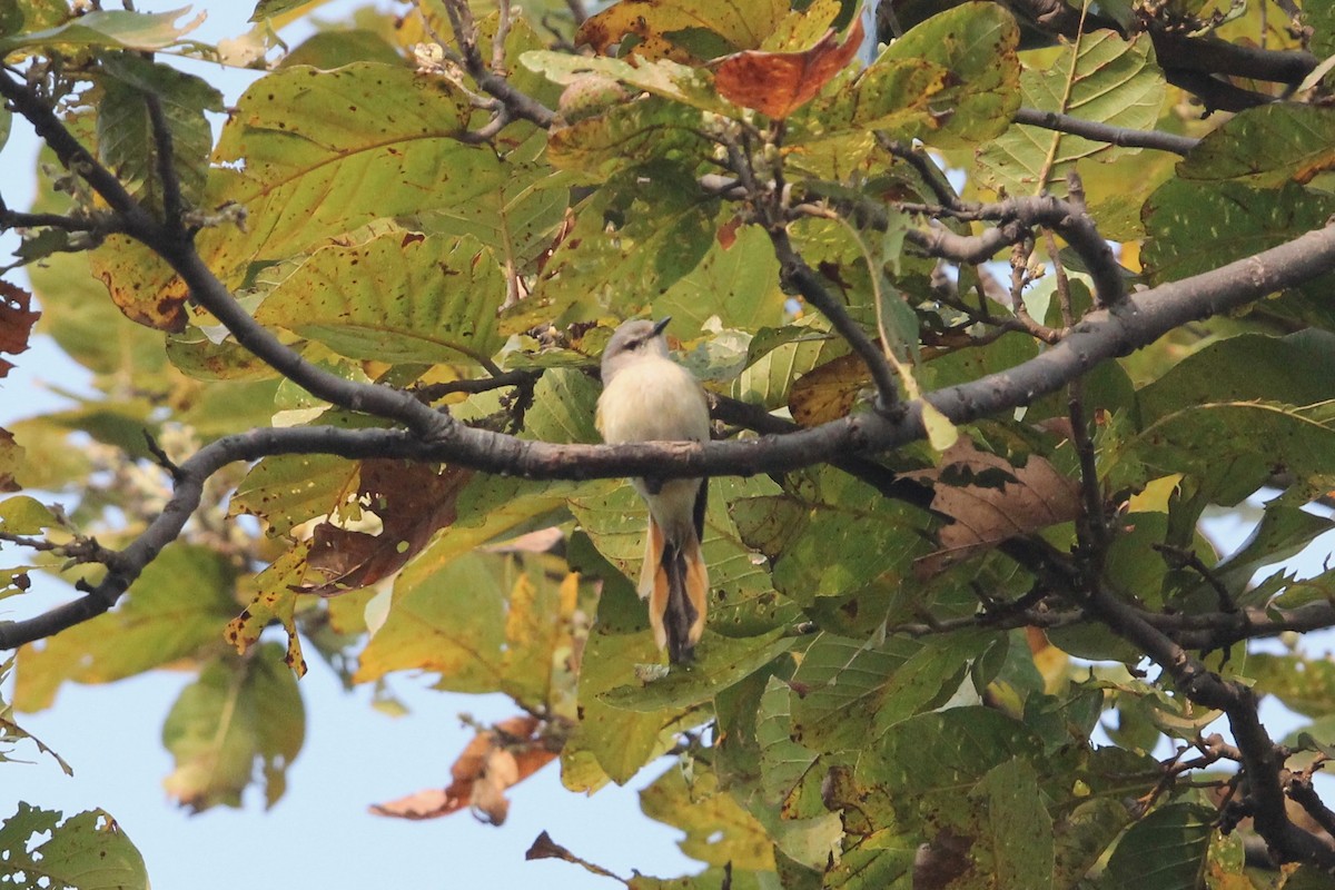 Small Minivet - Robert Gowan