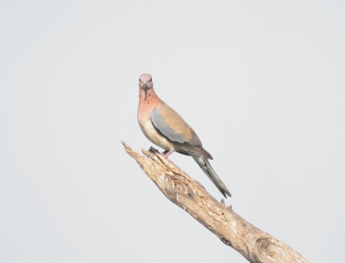 Laughing Dove - ML560301551