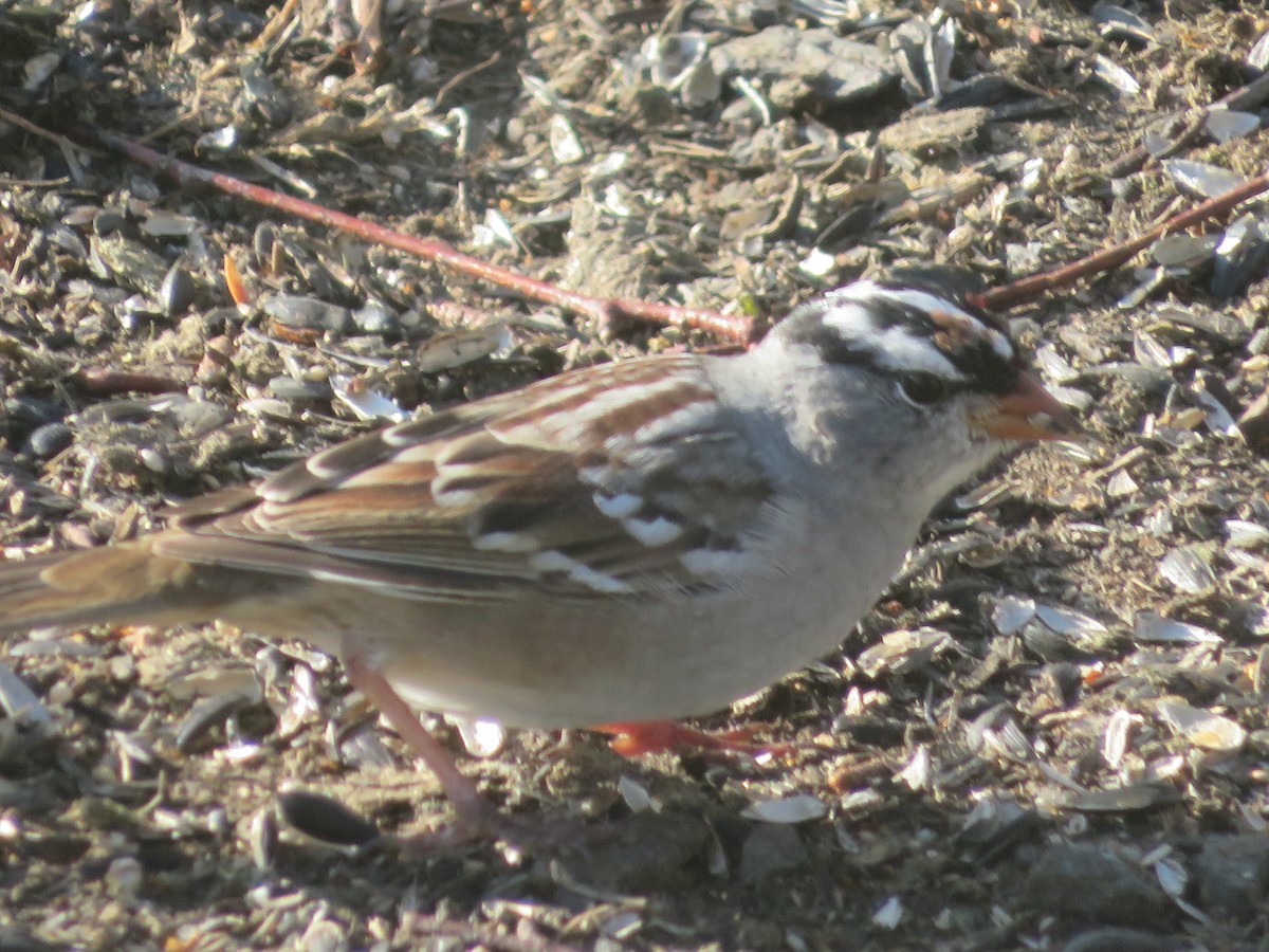 White-crowned Sparrow - ML560302441