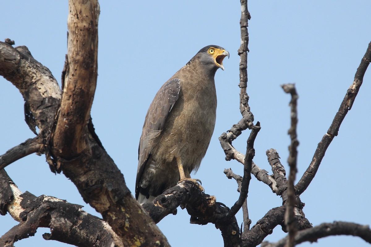 Haubenschlangenadler - ML56030441