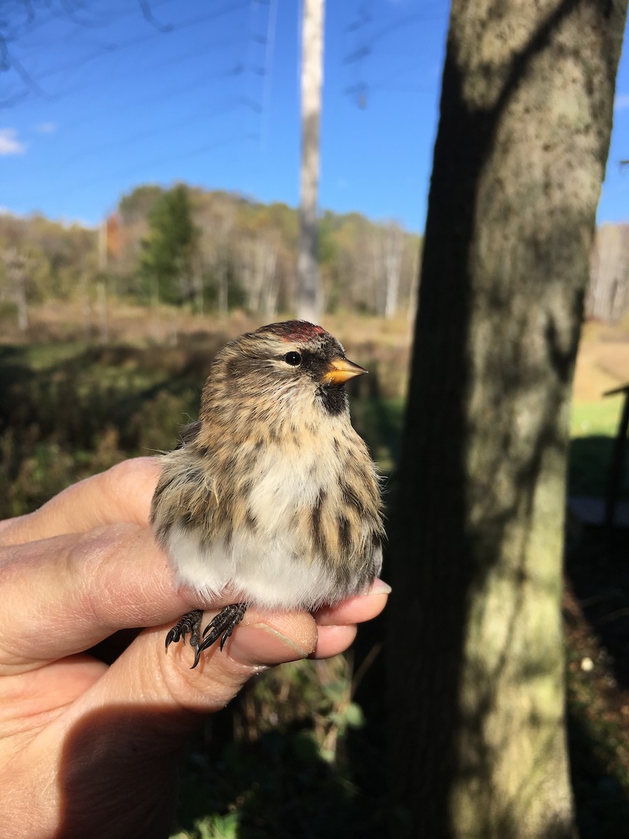 Redpoll (Common) - Steve Holzman