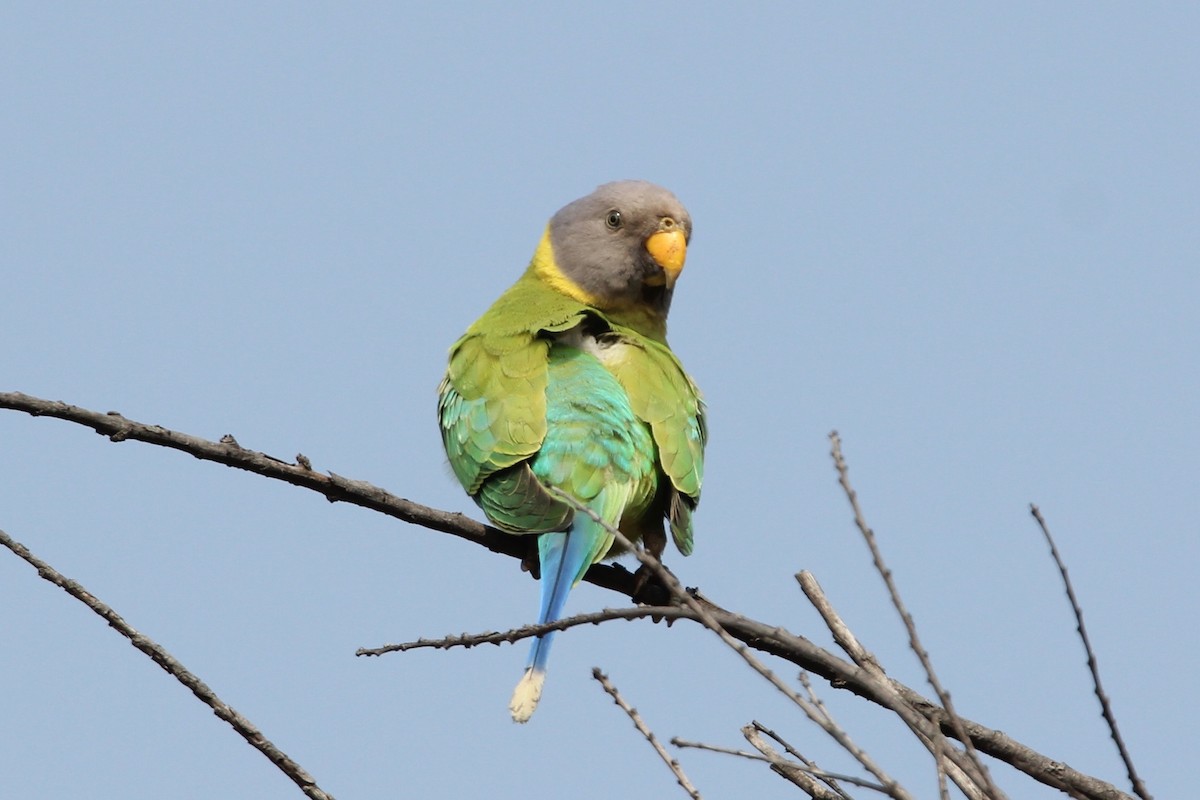 Cotorra Cabeciazul - ML56030511