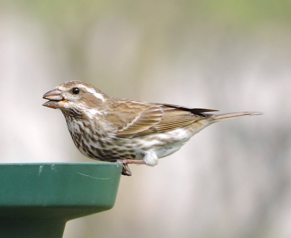 Purple Finch - Ric Pedler