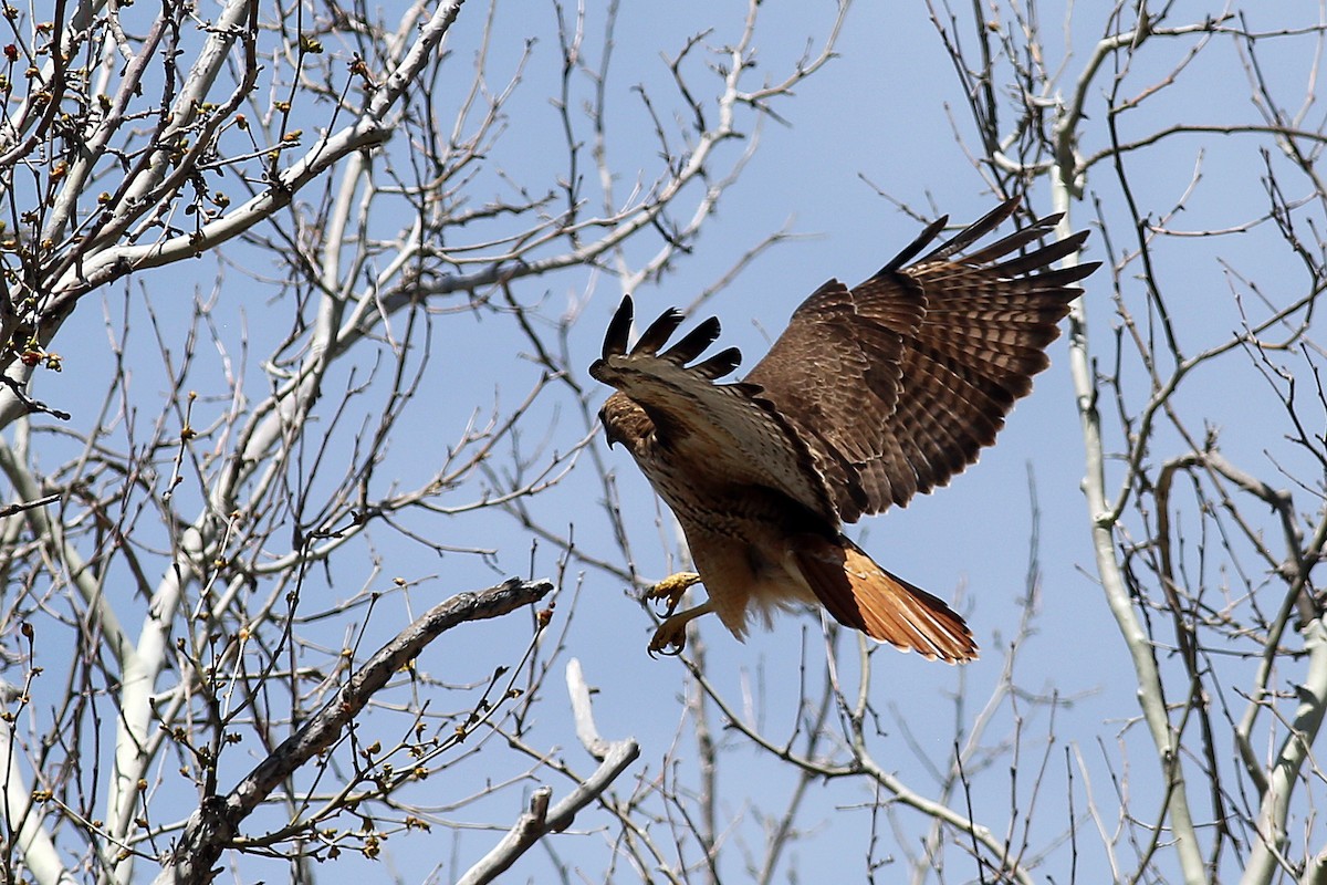 Red-tailed Hawk - ML560306251