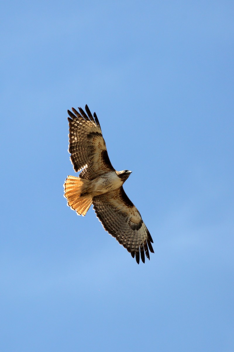 Red-tailed Hawk - ML560306371