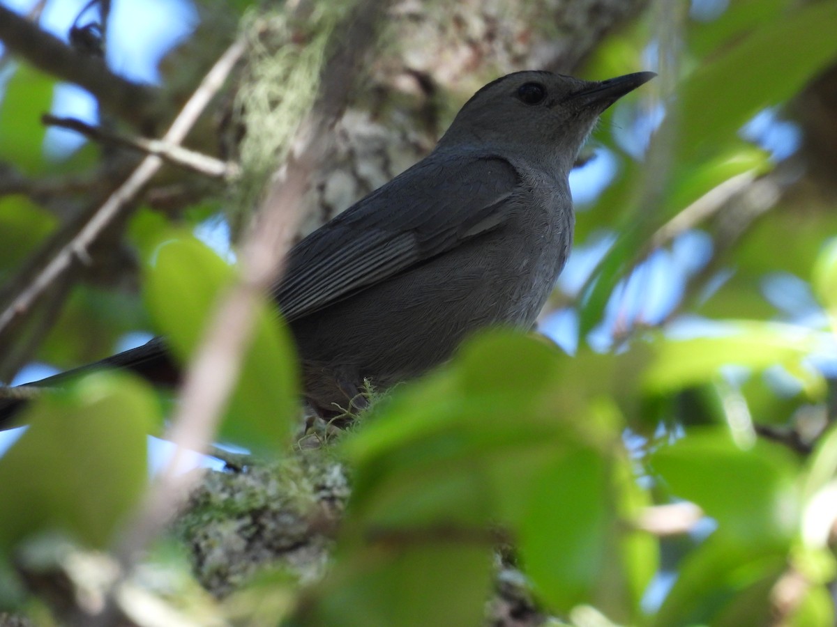 Gray Catbird - ML560306461