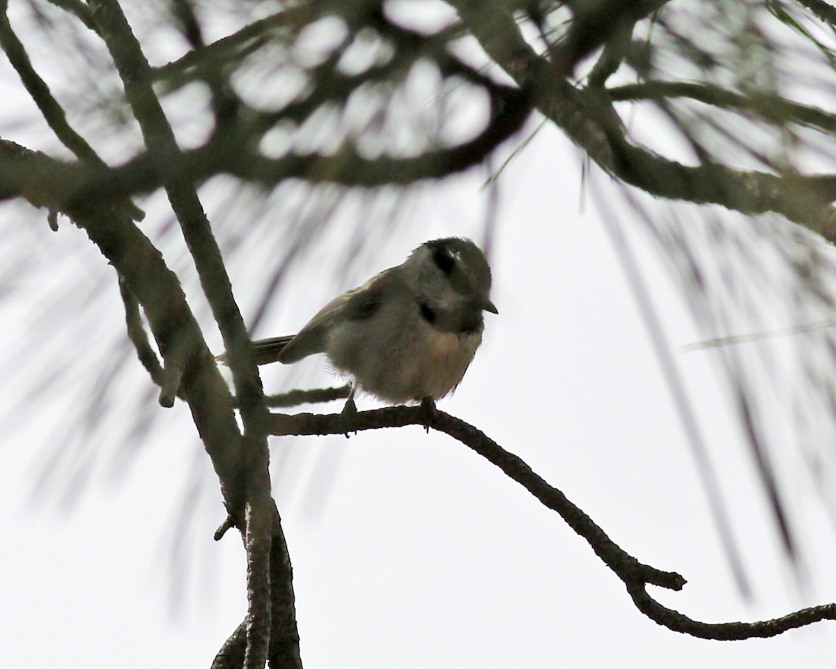 Mountain Chickadee - ML560307531