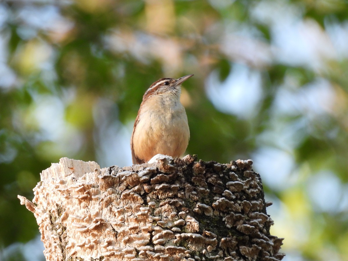 Carolina Wren - ML560308111