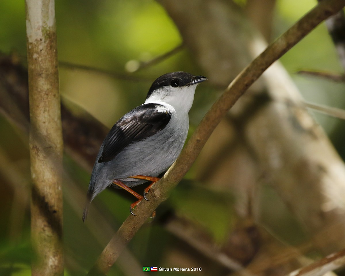 White-bearded Manakin - ML560308231