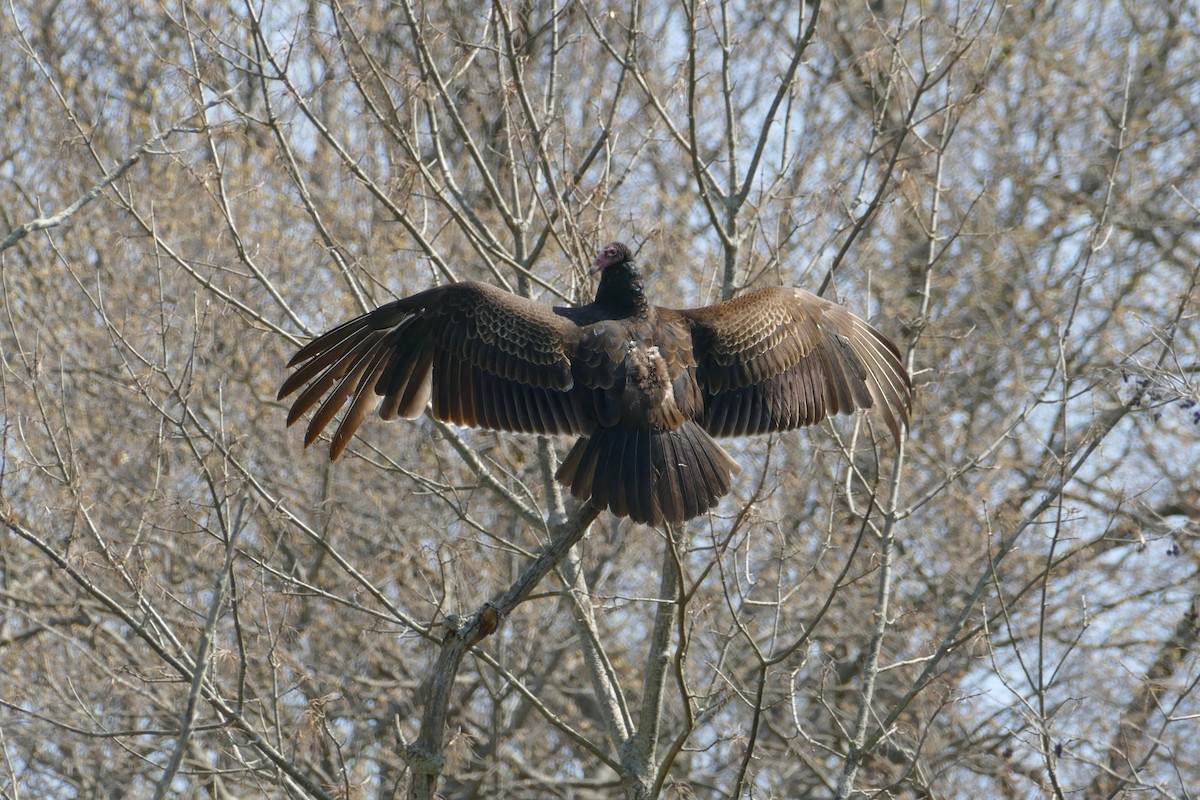 Turkey Vulture - ML560309031