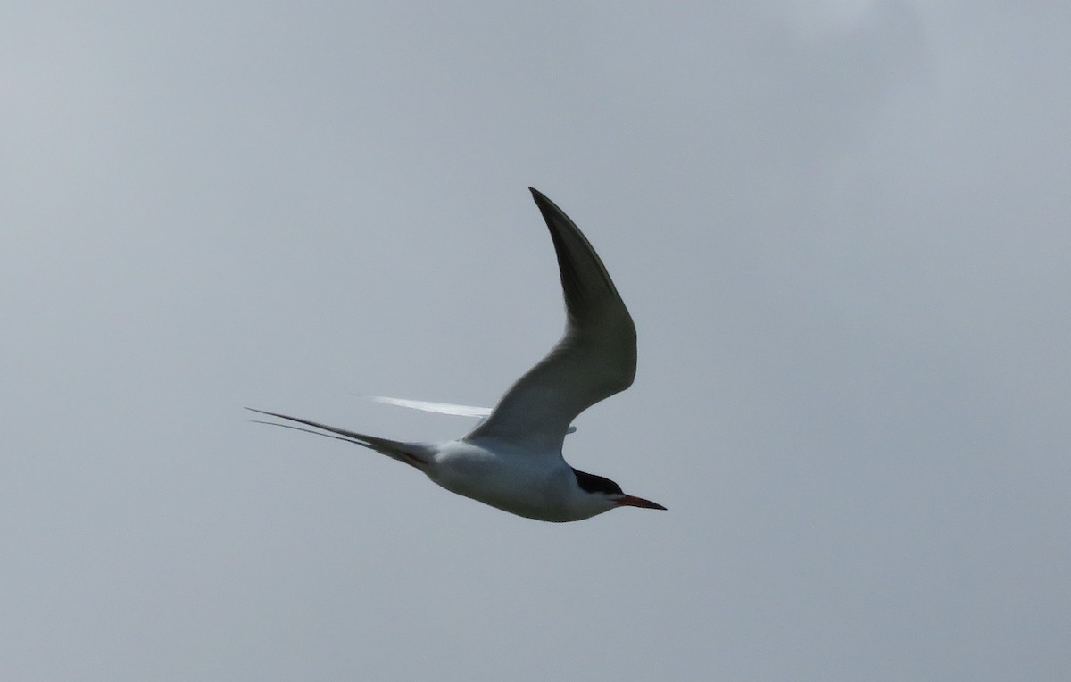 Forster's Tern - ML560309161